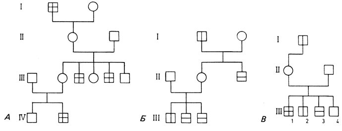 Рис. 3.23. Родословные с цветовой слепотой на красный и зеленый цвет (), гемофилией () и обоими признаками () в фазе притяжения (А), в фазе отталкивания (Б). В этой семье кроссинговер между двумя локусами должен был произойти дважды: либо в ооците, из которого происходят III.1 и III.4, либо в ооците, из которого происходят III.2 и III.3 (A. Madlener, 1928 [772]; Б. Birch, 1937; B. Rath, 1938 [849]; Stern, 1973 [204].)