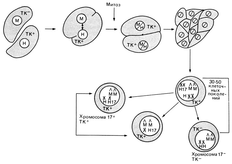 Рис. 3.26. Принцип локализации гена на аутосоме. Мышиные клетки, дефицитные по тимидинкиназе (М, ТК-), выращивают в смешанной культуре с нормальными клетками человека (Н, ТК+). Клетки сливаются спонтанно, под действием химических агентов или с помощью вируса Сендай. Образовавшиеся гибридные клетки через 30-50 поколений теряют часть хромосом человека. Только те из них, которые сохранили хромосому 17 человека, обнаруживают активность тимидинкиназы (слева). У клеток, лишившихся хромосомы 17, ТК-активность отсутствует (клетка справа внизу)