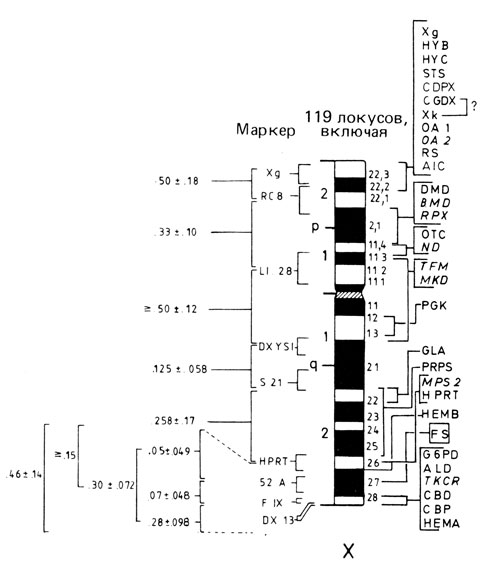 Рис. 3.28. Цитологическая карта генов X-хромосомы человека. Справа: транскрибируемые гены и их вероятная локализация. Слева: расстояния между обычными и молекулярными (рестрикционными) маркерами. Объяснение сокращений дано в табл. П.9.5