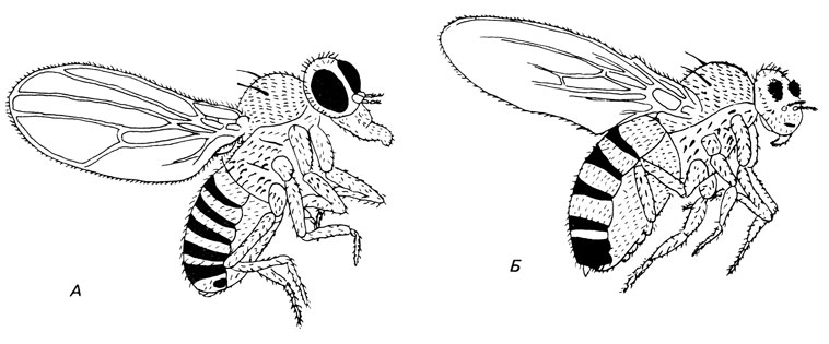 Рис. 3.29. Цис-транс-эффект мутаций S (star) и ast (asteroid) у Drosophila melanogaster. A. Sast/ ++ (цис-конфигурация); Б. S +/+ ast (транс-конфигурация). Отметим, что у транс-гетерозиготы глаза меньше и жилки на крыльях редуцированы [764]
