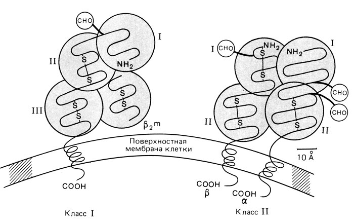 Рис. 3.39. Размещение доменов в антигенах класса I (HLA-A, B, C) и класса II (HLA-D/DR). Римские цифры обозначают домены. β><sub>2</sub>m-β-микроглобулин, CHO-карбогидрат [729а]